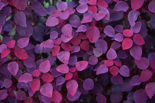 Картинка Pink And Violet Leaves для андроида