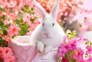 Картинка Spring Rabbit для телефона и на рабочий стол