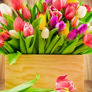Картинка Bunch of tulips на iPad