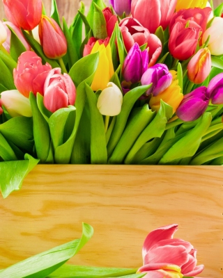Обои Bunch of tulips на телефон iPhone 5