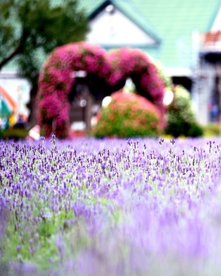 Картинка Purple Macro Flowers на телефон iPhone 6 Plus