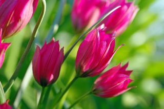 Обои Pink Tulips для телефона и на рабочий стол Sony Xperia M