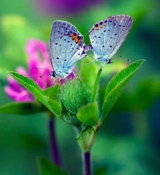 Обои Blue Butterflies On Green Leaves для телефона и на рабочий стол iPad