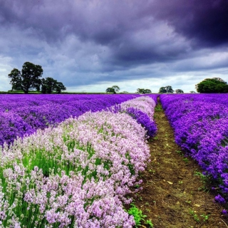 Обои Lavender Spring in Provence на телефон iPad 2