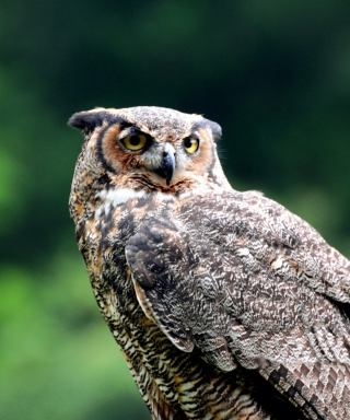 Картинка Owl для 640x1136