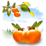 Fruits - Persimmon