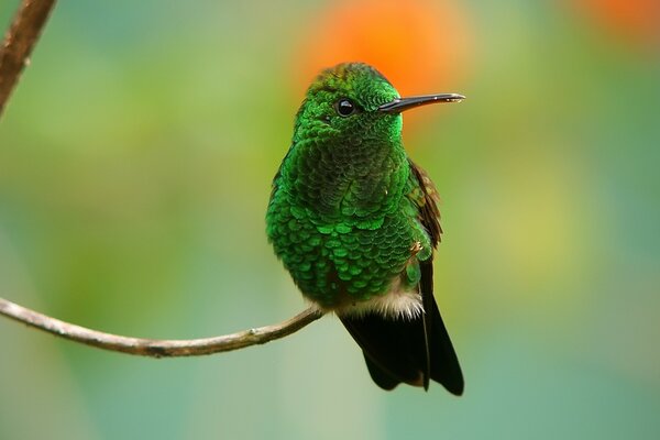 Медь певчий Hummingbird