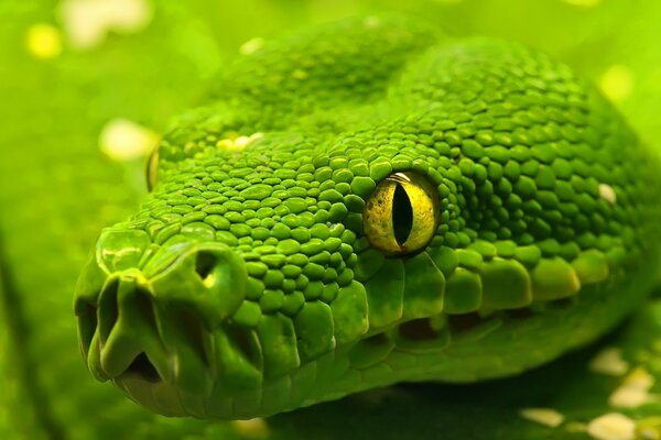 Зеленый изумруд боа змея