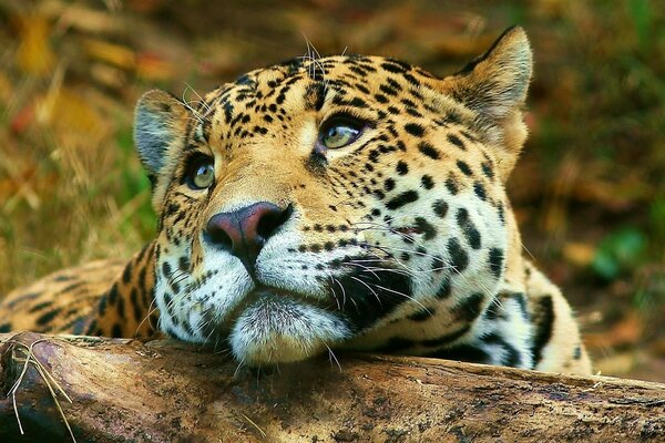 Леопард мечтать
