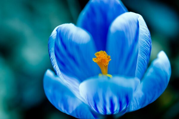 Голубой цветочек
