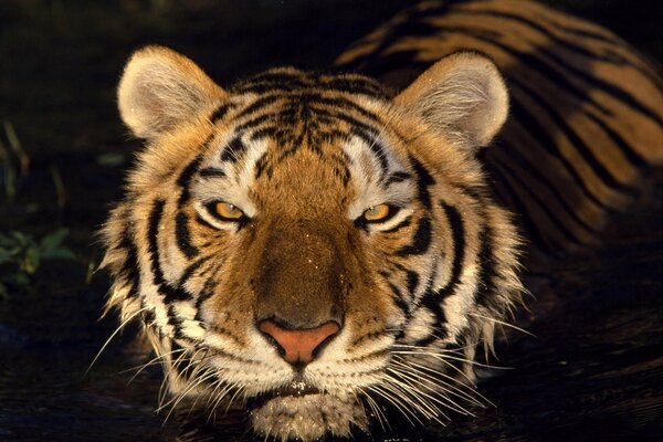 Тигр глава