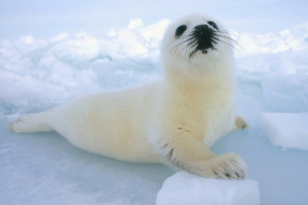 животные тюлень малыш белёк Снег