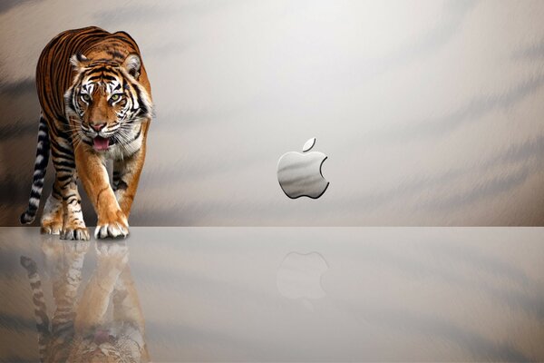 Тигр яблоко