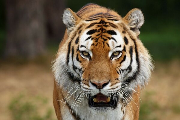 Дикие кошки сибирские тигры картинки с животными фото жив