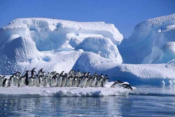 Большой пингвинов семья