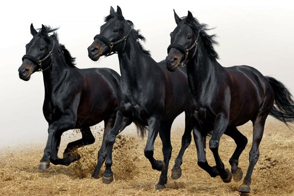 кони фото Животные лошади