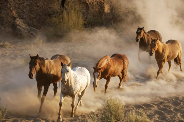 табун фото дикая природа лошади пыль Животные стадо к