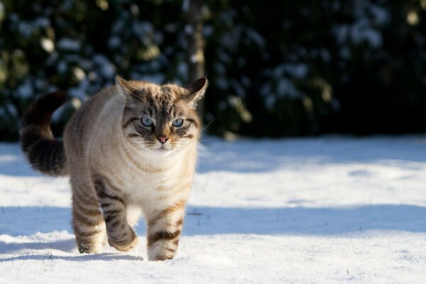 снег природа тени Кошка зима кот