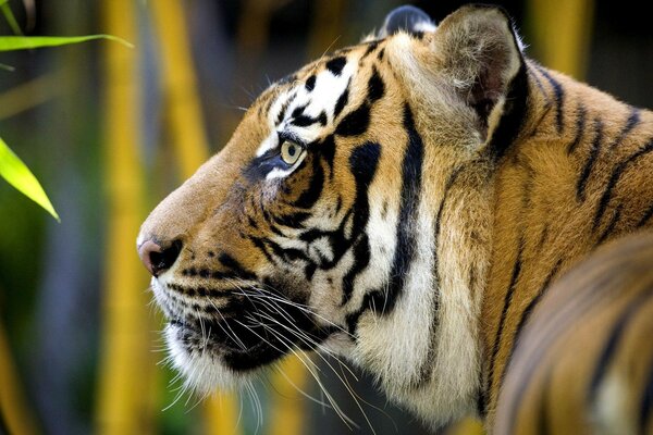 профиль голова хищник кошка дикая тигр Животное