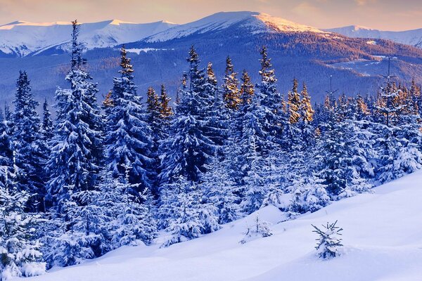 Зимний лес в горах
