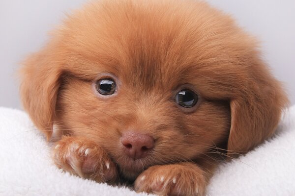 Симпатичные коричневый щенок