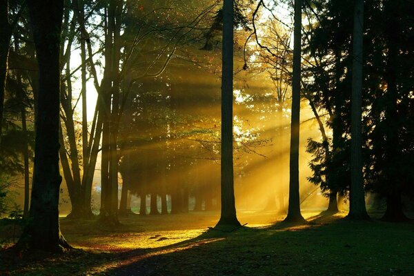 деревья Лес ветки стволы солнечный свет природа