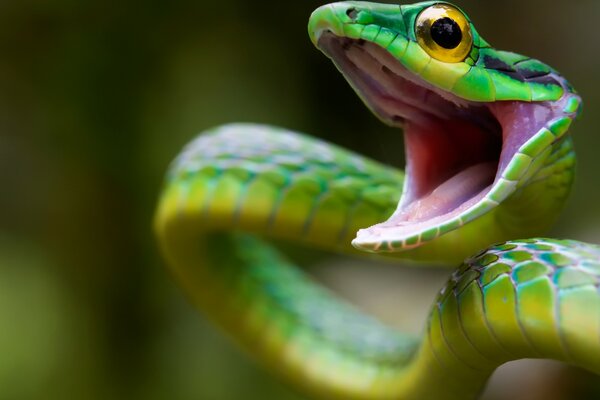 Зеленый нападение змеи