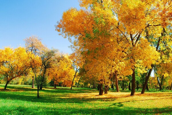деревья осень лес Природа солнечный свет