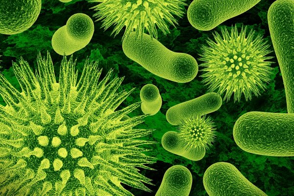 Бактерии