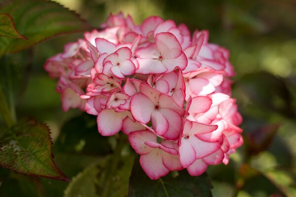 Розовый цветок гортензии