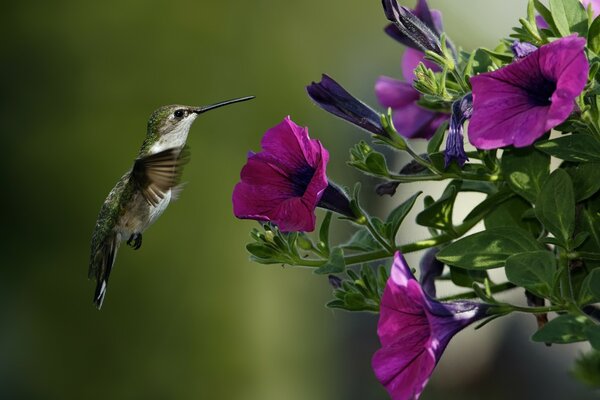 Птица и фиолетовые цветы