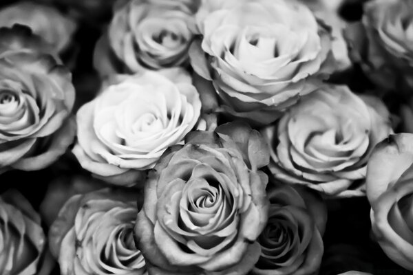 Розы черный и белый