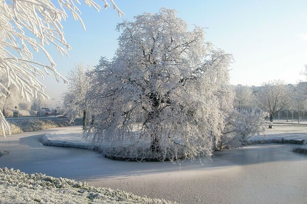 снег река зима деревья иней парк Природа