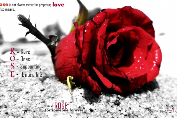 Любовь розы