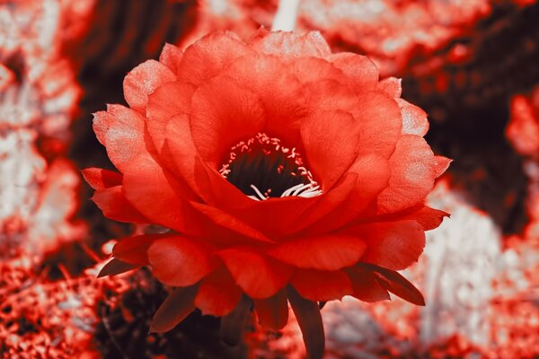 Красный кактус цвести
