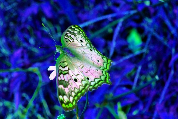 Синий и зеленый бабочка