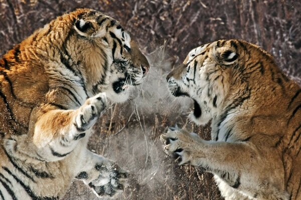 тигры схватка агрессия