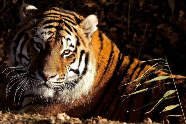 panthera tigris тигр лежит взгляд tiger морда