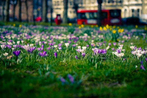 поляна Цветы крокусы лондон город весна