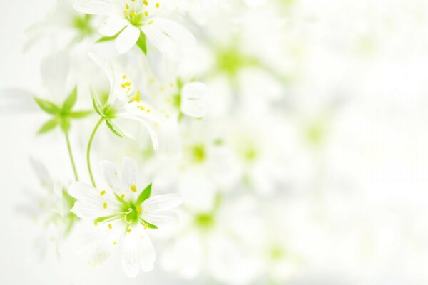 Размытые белые цветы