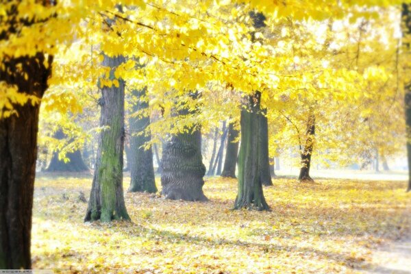 много света золотая осень деревья в листьях