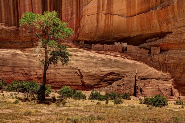сша природа дерево каньон скалы