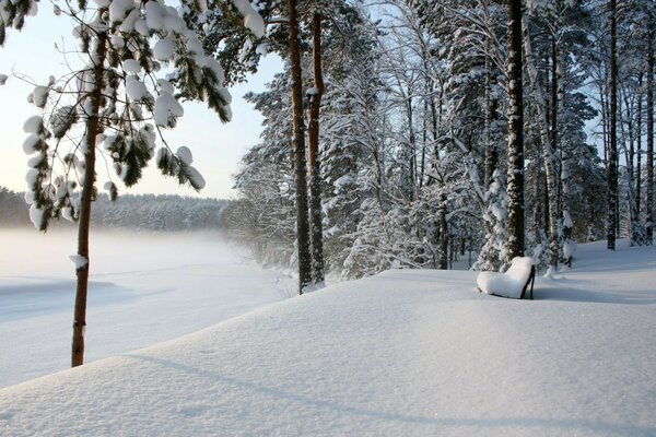 снег скамья Зима лес