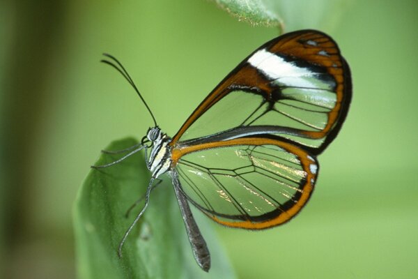 Крылья прозрачные бабочки