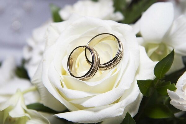 свадьба роза белая кольца