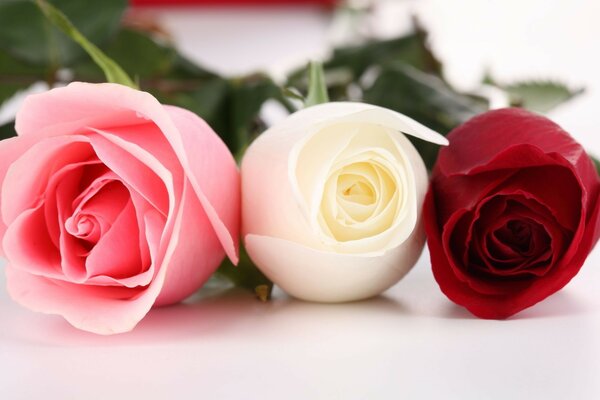 три Розы красная розовая белая