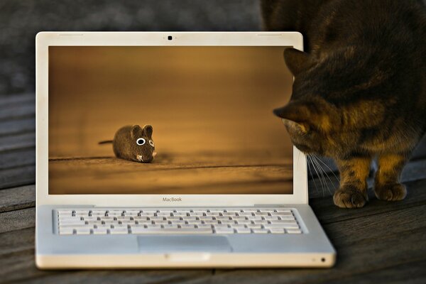 ноутбук кошка изображение мышь