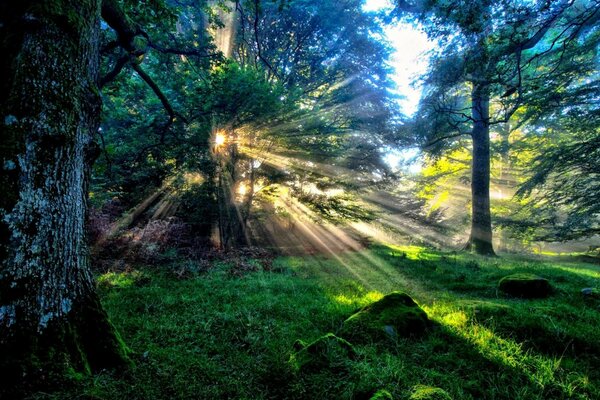 лес солнечные лучи
