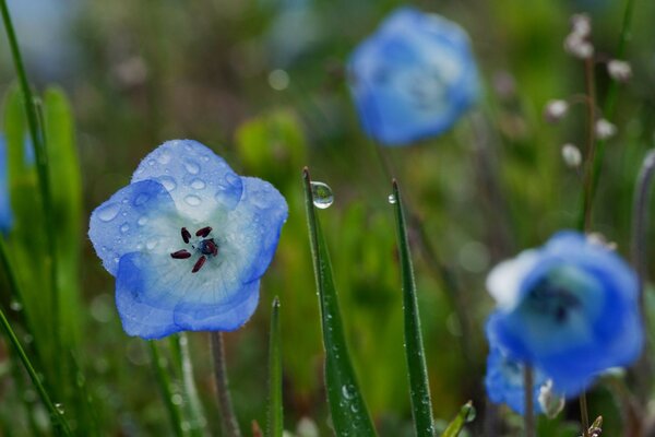 цветы трава Колокольчик голубой синий цветок