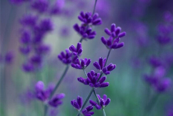 фиолетовые цветы макро Лаванда сиреневые